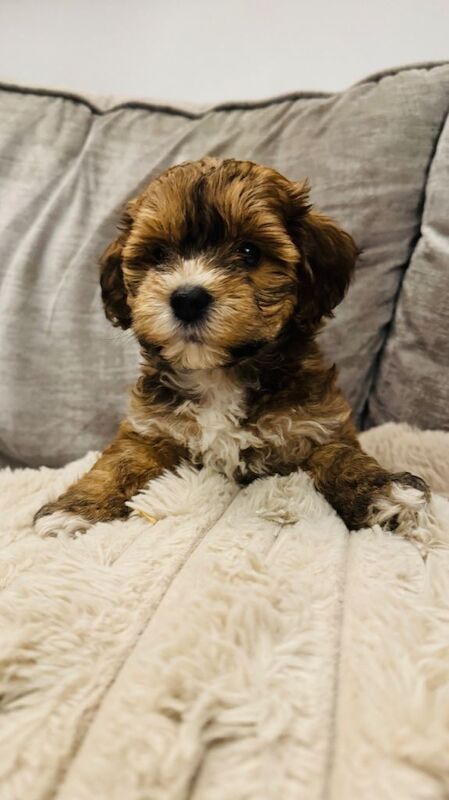 The most adorable tiny Maltipoo puppies for sale