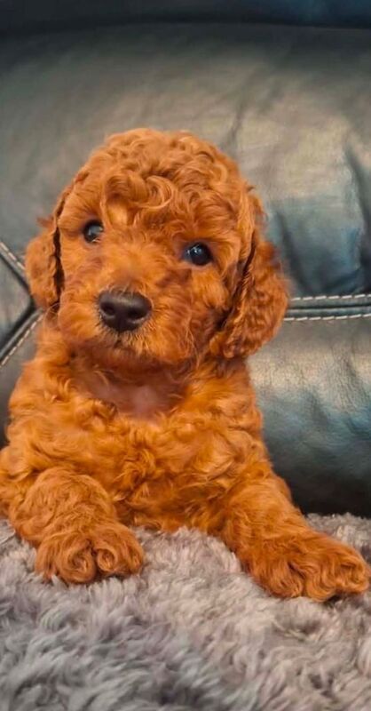 This a Beautiful Red Boy Toy poodle he’s only 15 weeks.