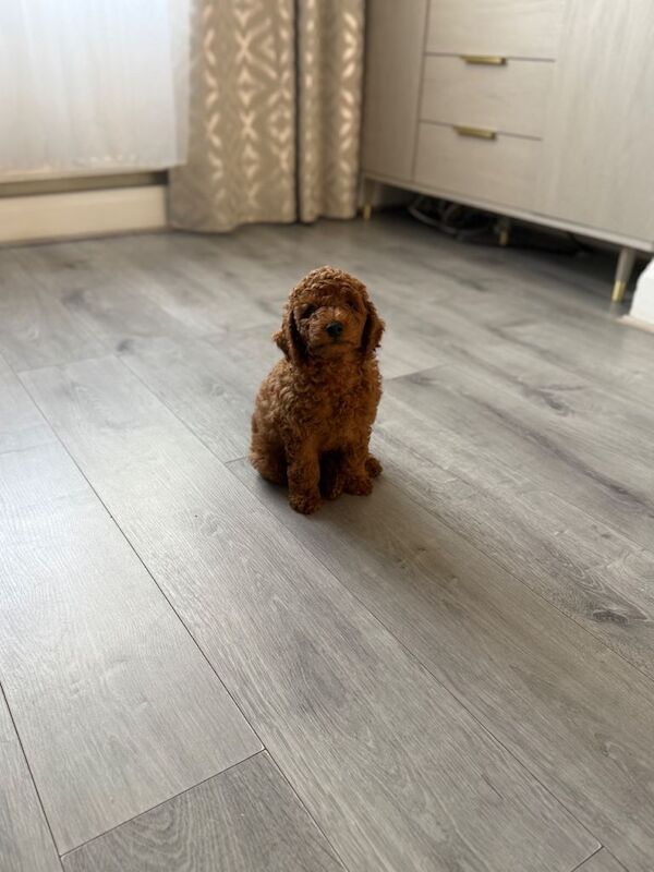 This a Beautiful Red Boy Toy poodle he’s only 15 weeks. - Image 2 of 5