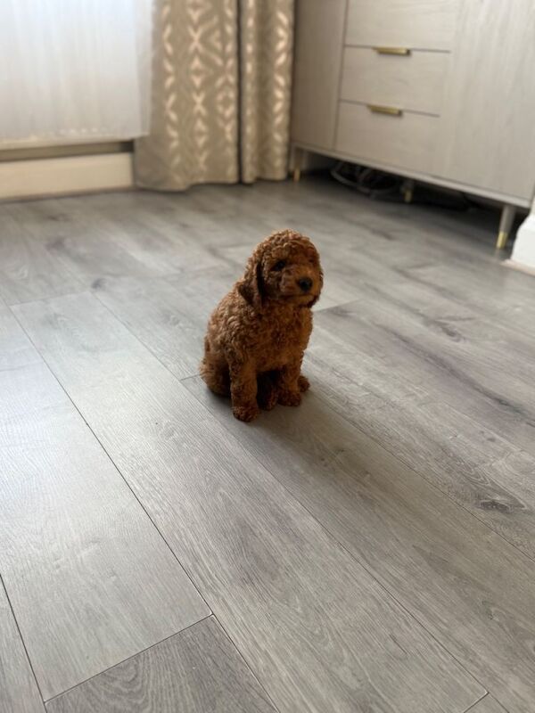 This a Beautiful Red Boy Toy poodle he’s only 15 weeks. - Image 3 of 5