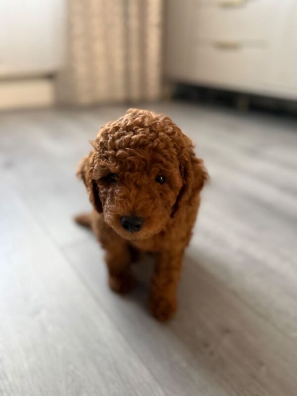 This a Beautiful Red Boy Toy poodle he’s only 15 weeks. - Image 4 of 5