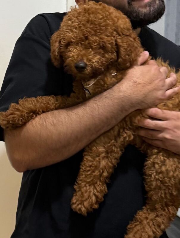 This a Beautiful Red Boy Toy poodle he’s only 15 weeks. - Image 5 of 5