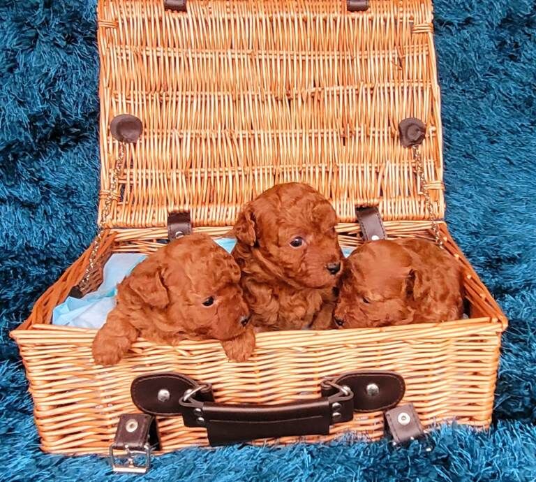 Poodle puppies for sale in Ongar Street, Herefordshire – 4 weeks old