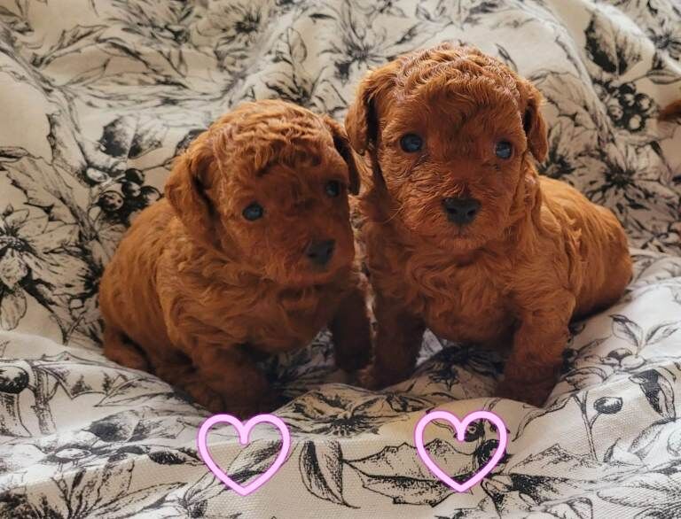 Poodle puppies for sale in Ongar Street, Herefordshire – 4 weeks old - Image 2 of 3