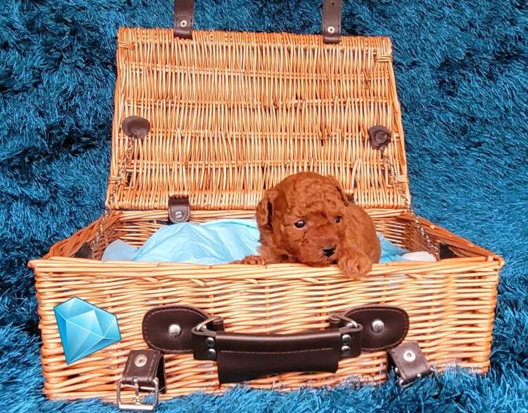 Poodle puppies for sale in Ongar Street, Herefordshire – 4 weeks old - Image 3 of 3