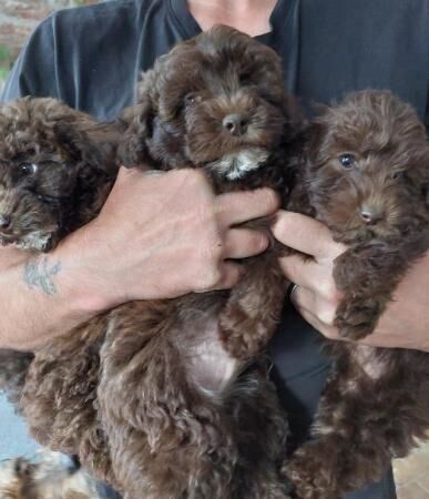 Tiny 3/4 toy poodle puppies ready now for sale in Eye, Suffolk