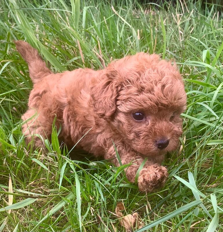 Poodle puppies for sale in Louth, Lincolnshire – 6 weeks old