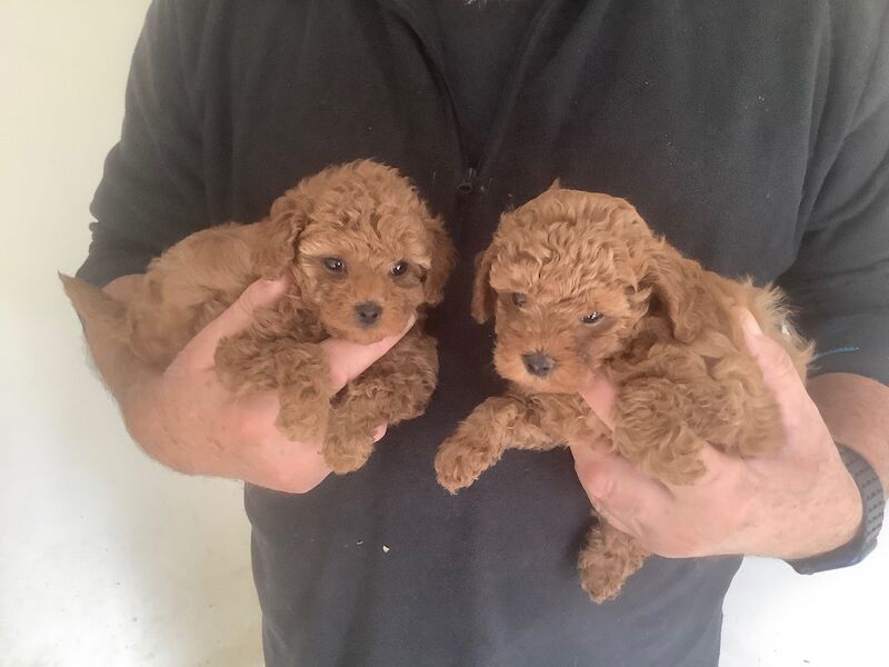 Poodle puppies for sale in Louth, Lincolnshire – 6 weeks old - Image 2 of 8