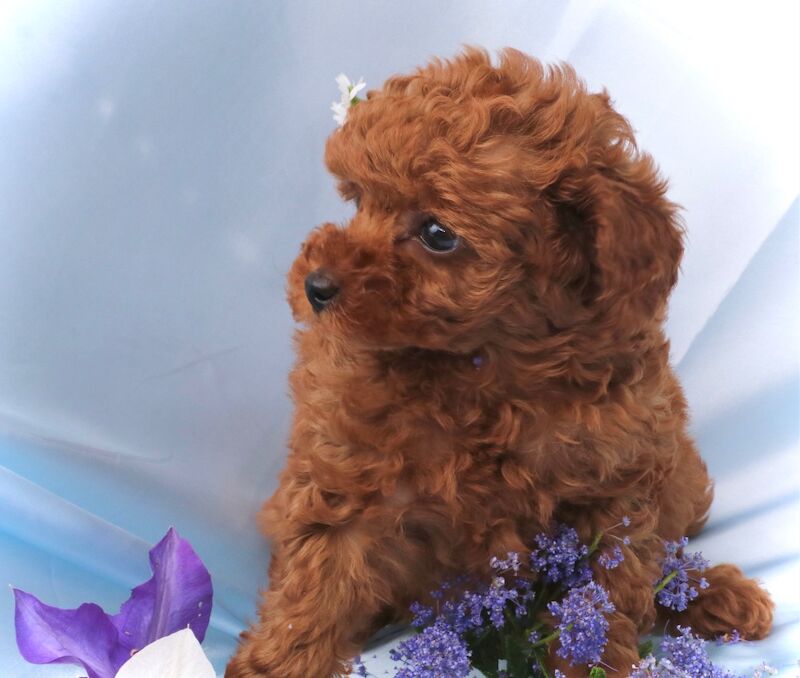 Poodle puppies for sale in Louth, Lincolnshire – 6 weeks old - Image 3 of 8