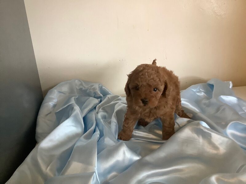 Poodle puppies for sale in Louth, Lincolnshire – 6 weeks old - Image 4 of 8