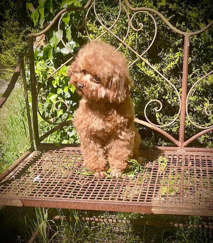 Poodle puppies for sale in Louth, Lincolnshire – 6 weeks old - Image 5 of 8