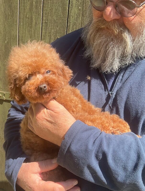 Poodle puppies for sale in Louth, Lincolnshire – 6 weeks old - Image 6 of 8