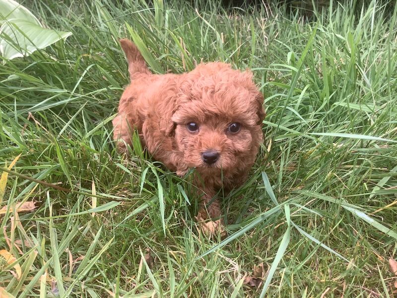 Poodle puppies for sale in Louth, Lincolnshire – 6 weeks old - Image 7 of 8