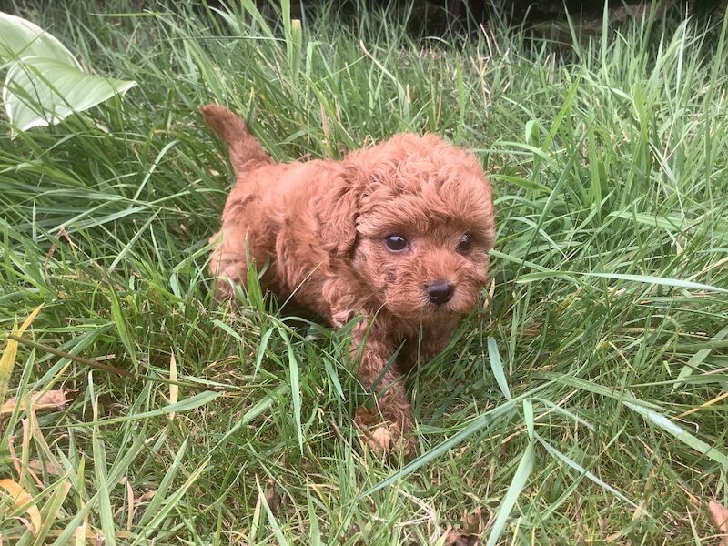 Poodle puppies for sale in Louth, Lincolnshire – 6 weeks old - Image 8 of 8