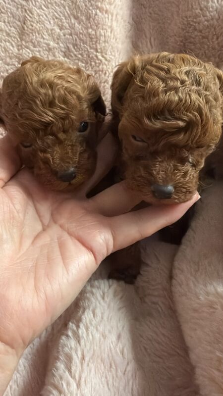 Tiny fox red toy poodles - Image 2 of 3