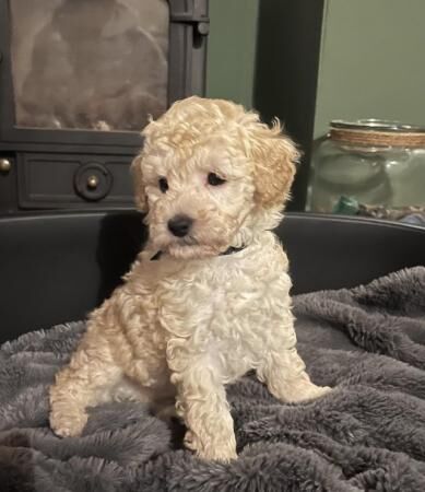 Tiny KC registered Apricot Toy Poodles for sale in York, North Yorkshire