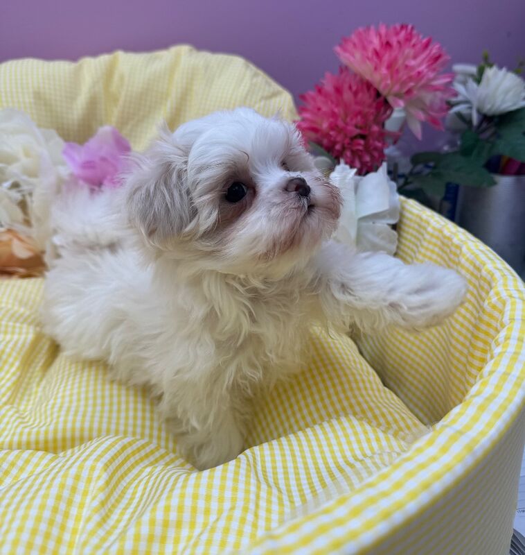 Tiny maltipoos - Image 3 of 7