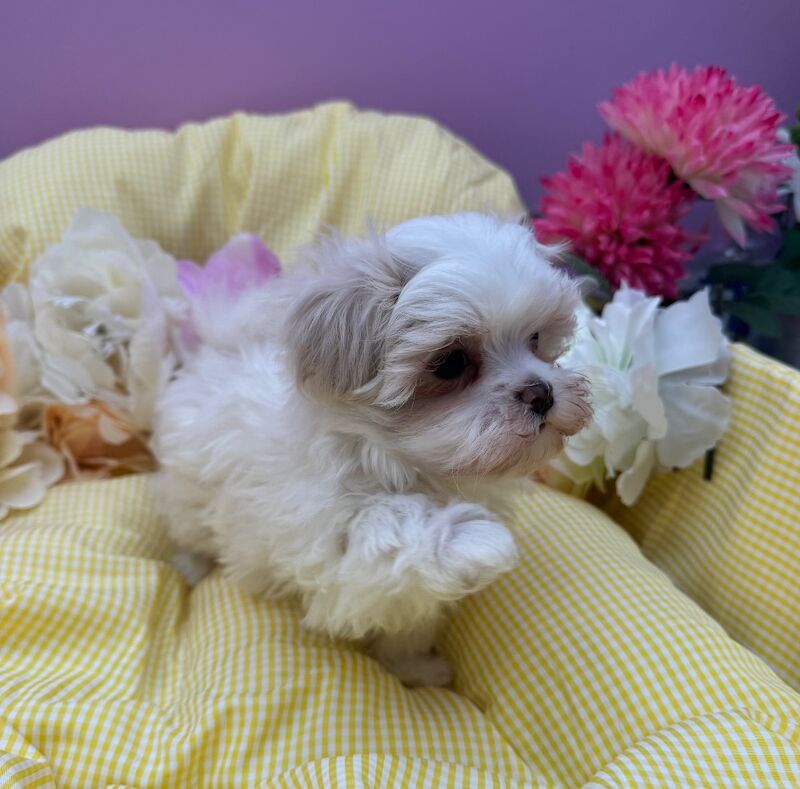 Tiny maltipoos - Image 4 of 7