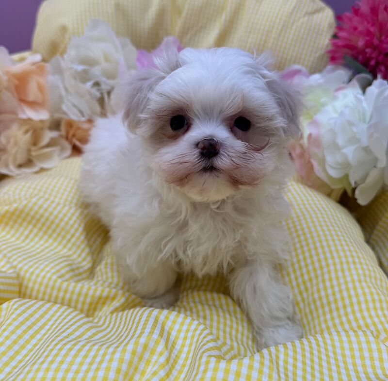 Tiny maltipoos - Image 7 of 7