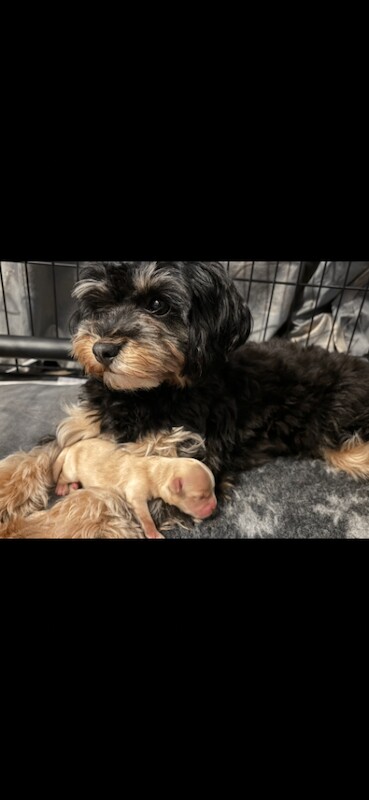 Poodle Puppies For Sale