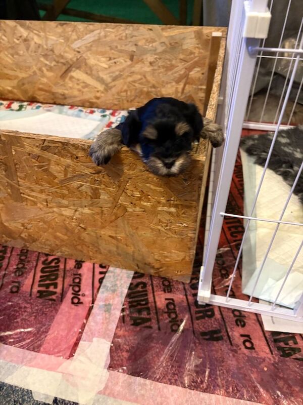 Tiny phantom rare maltipoos - Image 2 of 6