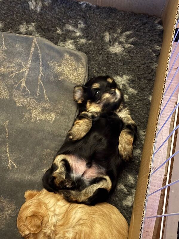 Tiny phantom rare maltipoos - Image 3 of 6