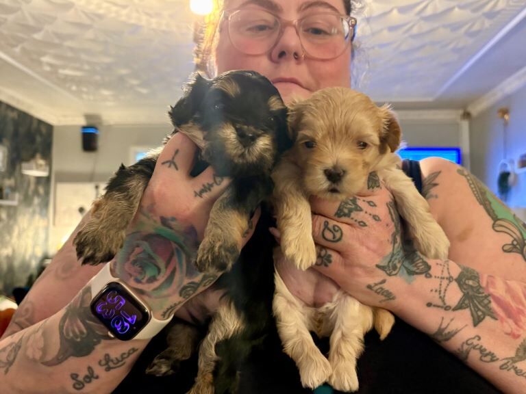 Tiny phantom rare maltipoos - Image 4 of 6