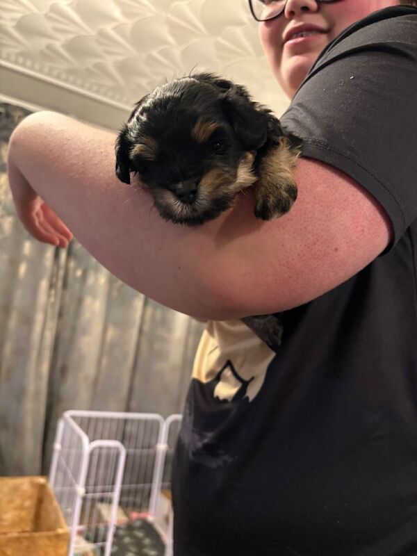 Tiny phantom rare maltipoos - Image 5 of 6