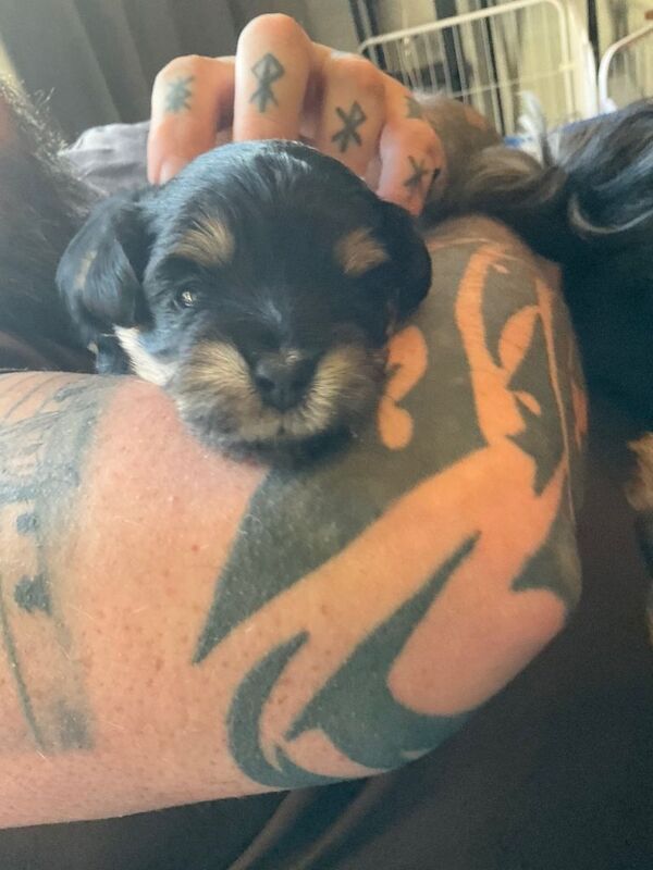 Tiny phantom rare maltipoos - Image 6 of 6