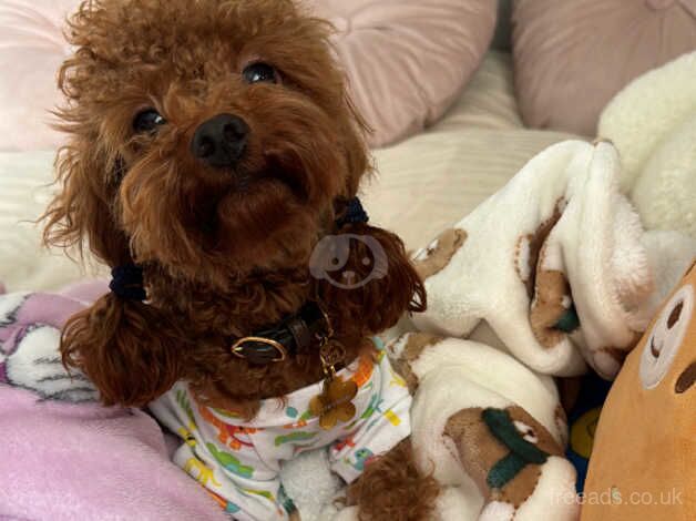 Poodle puppies for sale in Bromley, London – 2 years old - Image 1 of 5