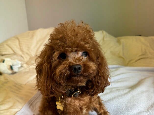 Poodle puppies for sale in Bromley, London – 2 years old - Image 3 of 5