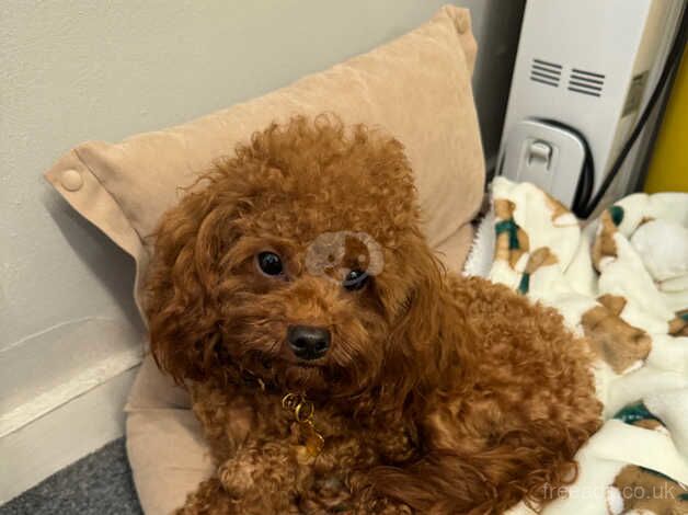 Poodle puppies for sale in Bromley, London – 2 years old - Image 5 of 5