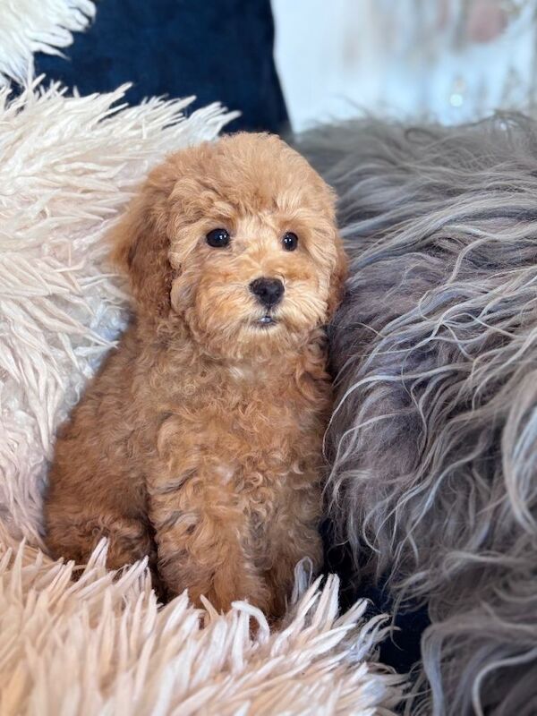 Tiny poodle puppies available