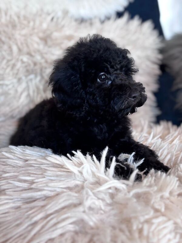 Tiny poodle puppies available - Image 2 of 4