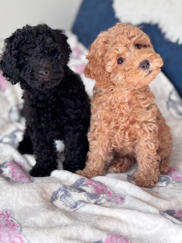 Tiny poodle puppies available - Image 3 of 4