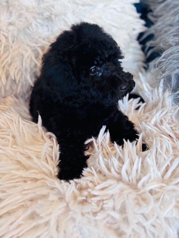Tiny poodle puppies available - Image 4 of 4