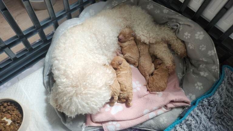 Tiny poodle pups