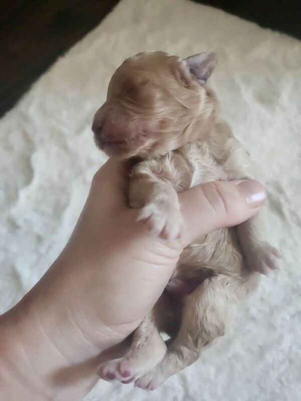 Tiny poodle pups - Image 2 of 3