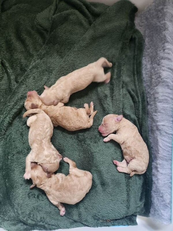 Tiny poodle pups - Image 3 of 3