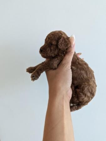 Poodle puppies for sale in Kingston Upon Thames, Kingston upon Thames, Greate – 1 year old - Image 1 of 5