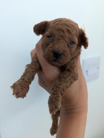 Poodle puppies for sale in Kingston Upon Thames, Kingston upon Thames, Greate – 1 year old - Image 2 of 5
