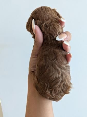 Poodle puppies for sale in Kingston Upon Thames, Kingston upon Thames, Greate – 1 year old - Image 3 of 5