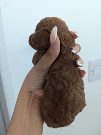 Poodle puppies for sale in Kingston Upon Thames, Kingston upon Thames, Greate – 1 year old - Image 4 of 5