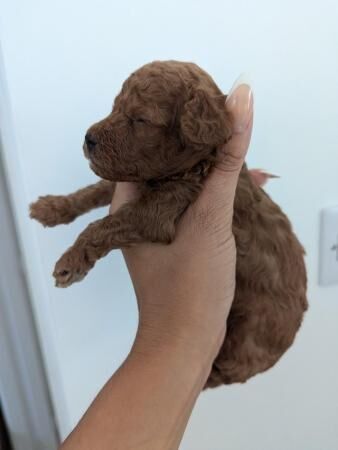 Poodle puppies for sale in Kingston Upon Thames, Kingston upon Thames, Greate – 1 year old - Image 5 of 5