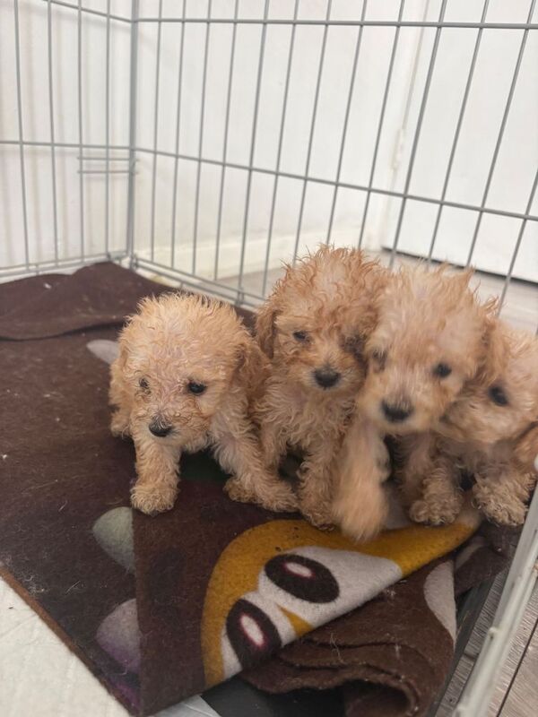 Tiny Toy poodle puppies