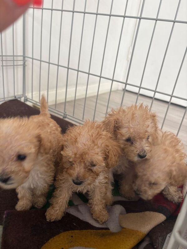 Tiny Toy poodle puppies - Image 2 of 6
