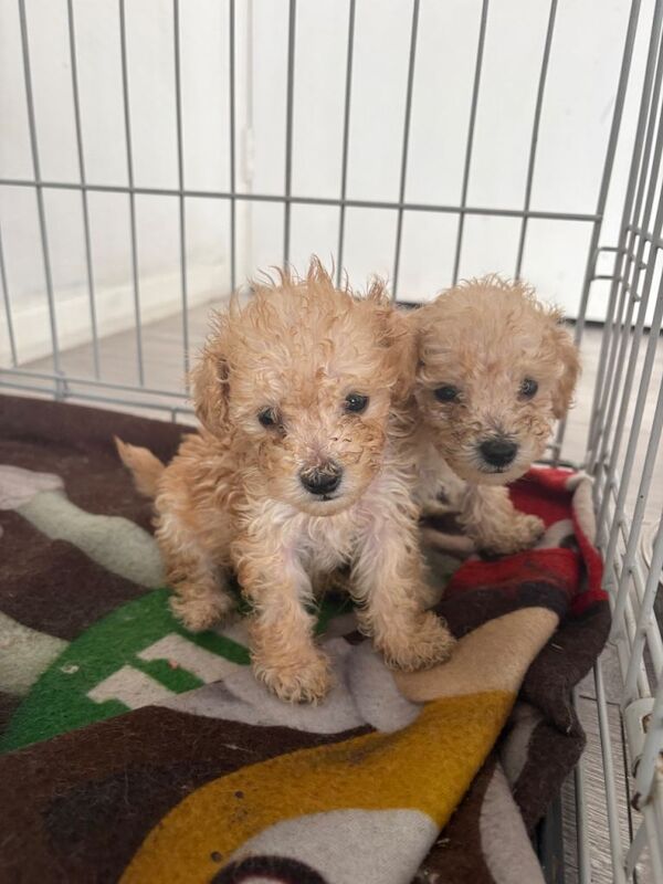 Tiny Toy poodle puppies - Image 3 of 6