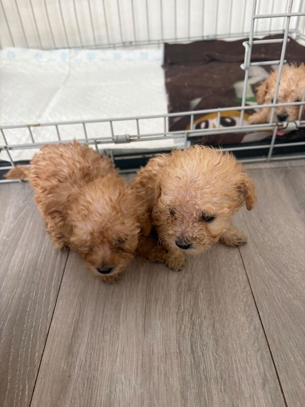 Tiny Toy poodle puppies - Image 4 of 6