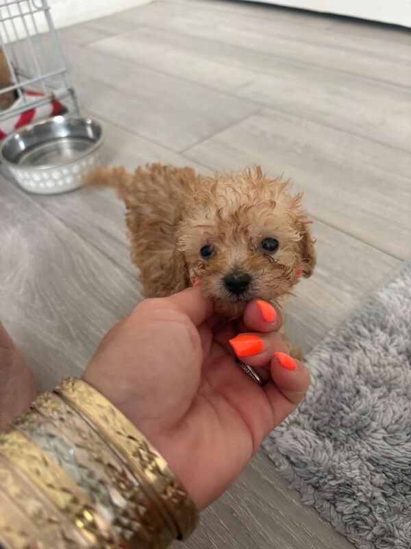 Tiny Toy poodle puppies - Image 5 of 6