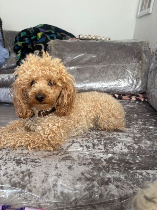 Tiny Toy poodle puppies - Image 6 of 6